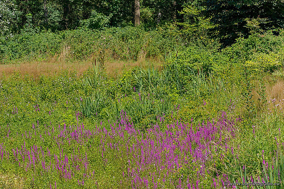 Achterhoek augustus 2020 Bart Fotografie-005