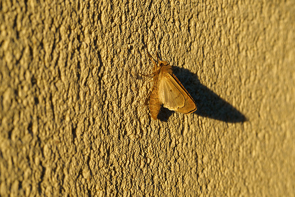 Bijeneters Frankrijk Bart Fotografie 2018-43