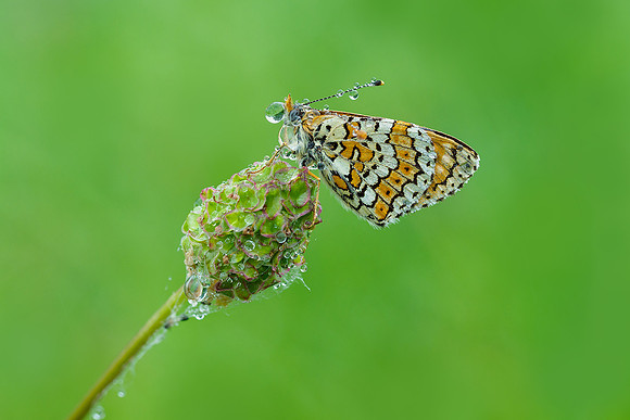 Bijeneters Frankrijk Bart Fotografie 2018-47