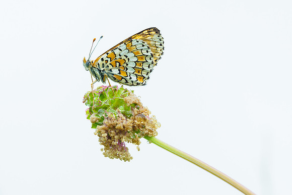 Bijeneters Frankrijk Bart Fotografie 2018-51