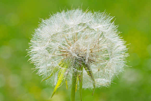 Bijeneters Frankrijk Bart Fotografie 2018-128