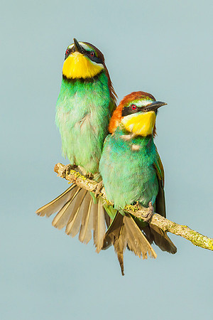 Bijeneters Frankrijk Bart Fotografie 2018-396