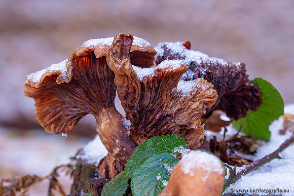 Paddenstoelen 2024-139