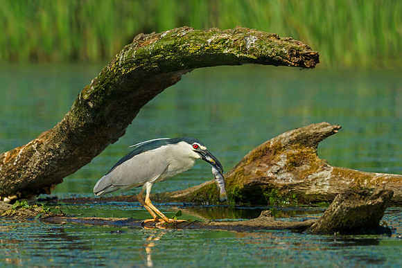Hongarije 2018 Bart Fotografie-19