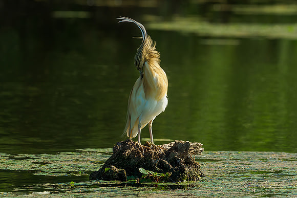 Hongarije 2018 Bart Fotografie-33