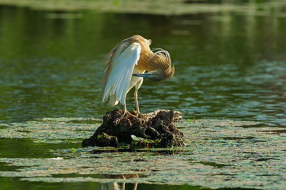 Hongarije 2018 Bart Fotografie-34