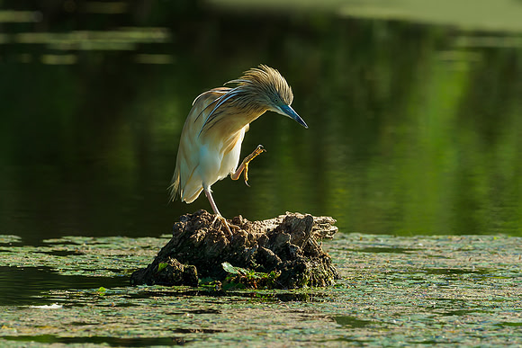 Hongarije 2018 Bart Fotografie-37