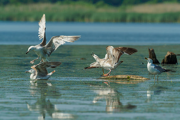 Hongarije 2018 Bart Fotografie-44