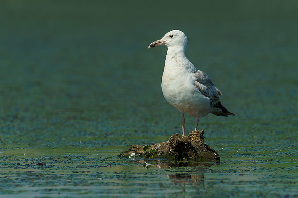 Hongarije 2018 Bart Fotografie-45