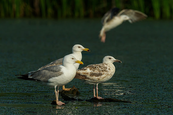 Hongarije 2018 Bart Fotografie-46
