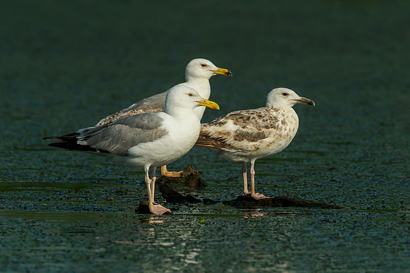 Hongarije 2018 Bart Fotografie-47