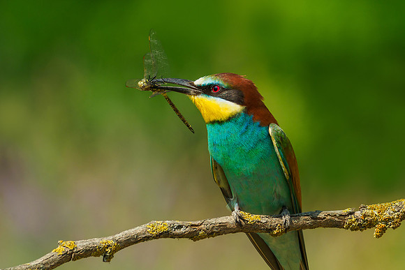 Hongarije 2018 Bart Fotografie-94