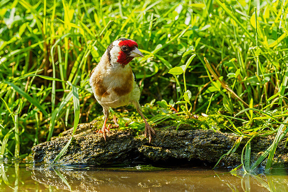 Hongarije 2018 Bart Fotografie-147