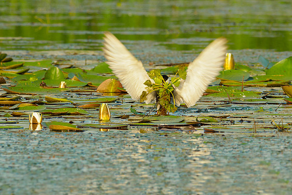 Hongarije 2018 Bart Fotografie-227