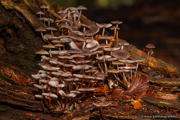 Paddenstoelen 2024-054