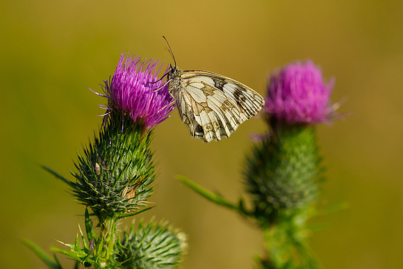 Viroinval Bart Fotografie 2018-215