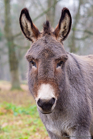 Anholter Schweiz Bart Fotografie-680