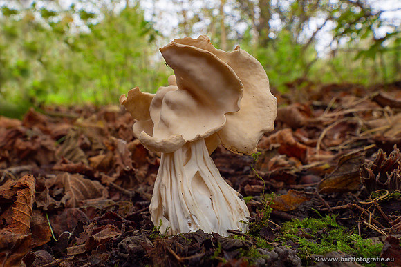 Paddenstoelen 2024-103