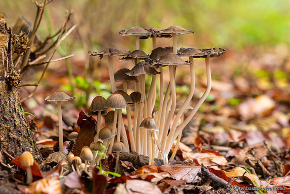 Paddenstoelen 2024-038