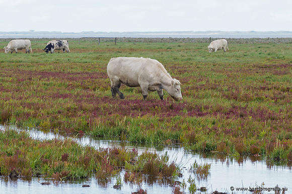 Friesland september 2020 Bart Fotografie-115
