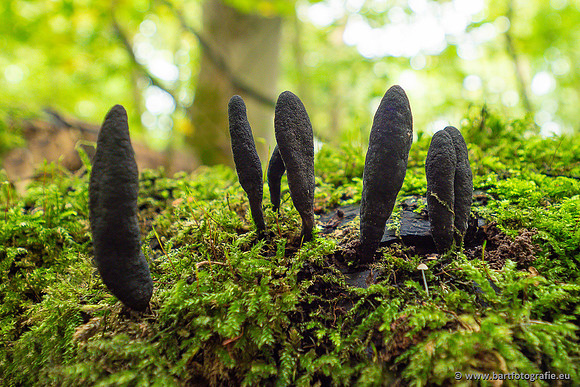 Paddenstoelen 2024-022
