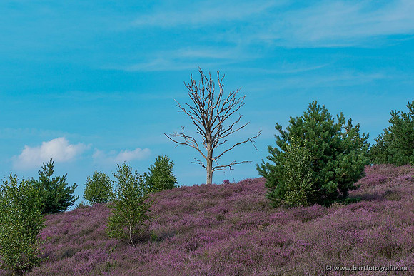 Achterhoek augustus 2020 Bart Fotografie-183