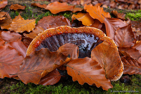Paddenstoelen 2024-073