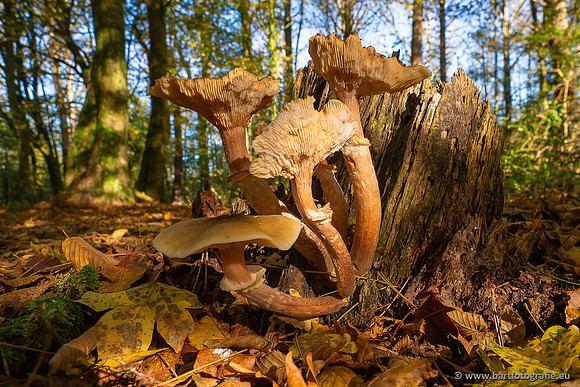Paddenstoelen 2024-031