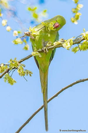 Exoten, Bart Fotografie-149