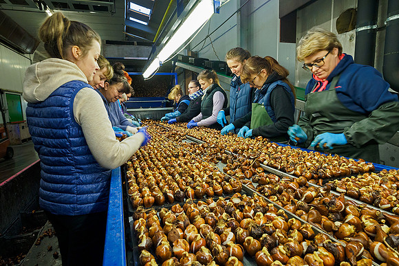 De Wit Bloembollen Bart Fotografie 230119-076