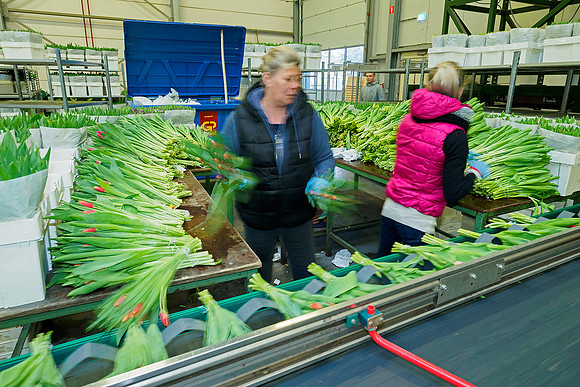 De Wit Bloembollen Bart Fotografie 230119-080