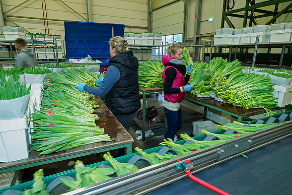 De Wit Bloembollen Bart Fotografie 230119-081