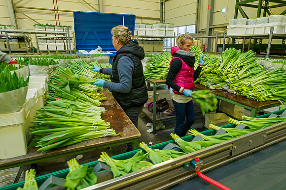 De Wit Bloembollen Bart Fotografie 230119-083