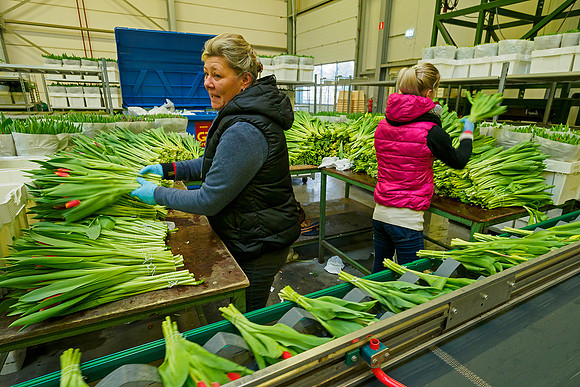De Wit Bloembollen Bart Fotografie 230119-084