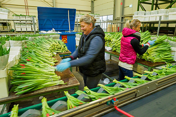 De Wit Bloembollen Bart Fotografie 230119-082
