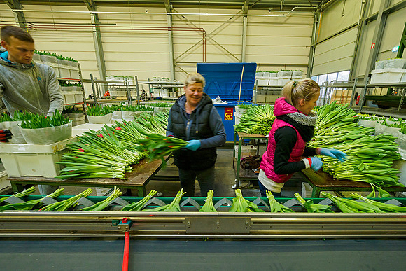 De Wit Bloembollen Bart Fotografie 230119-085