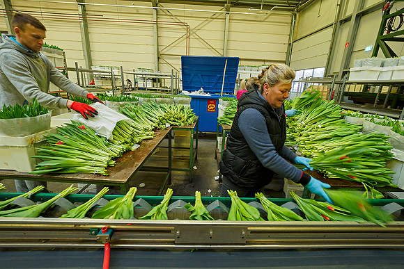De Wit Bloembollen Bart Fotografie 230119-086
