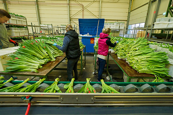 De Wit Bloembollen Bart Fotografie 230119-088