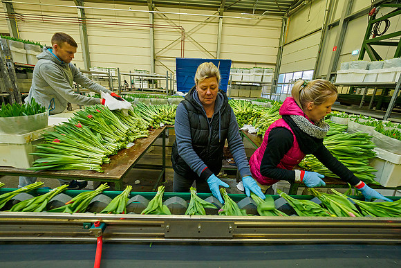De Wit Bloembollen Bart Fotografie 230119-087