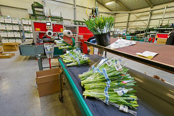 De Wit Bloembollen Bart Fotografie 230119-093