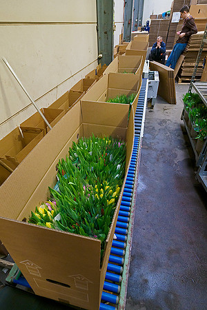 De Wit Bloembollen Bart Fotografie 230119-097