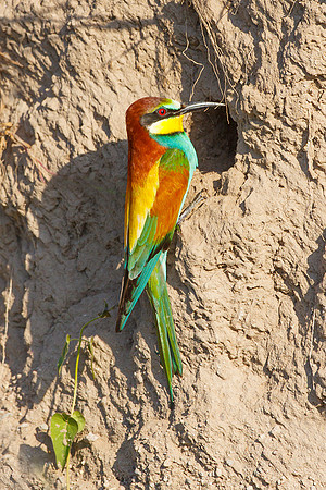 Lesbos Bart Fotografie 2009-101