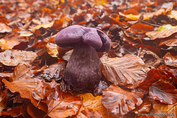 Paddenstoelen 2024-041