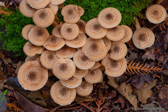 Paddenstoelen 2024-036