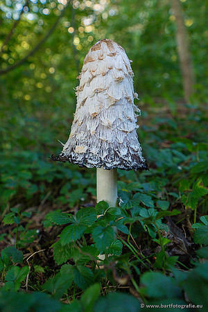 Paddenstoelen 2024-020