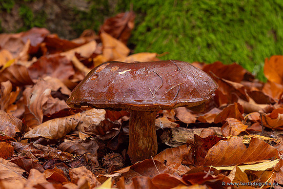 Paddenstoelen 2024-122