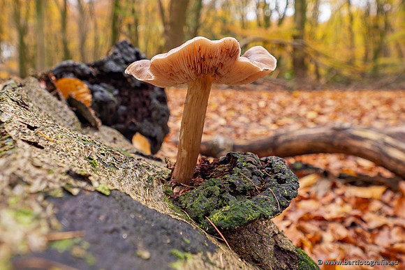Paddenstoelen 2024-125