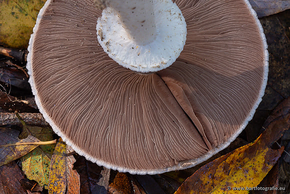 Paddenstoelen 2024-035