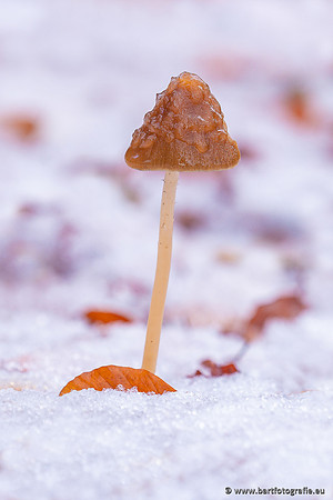 Paddenstoelen 2024-135