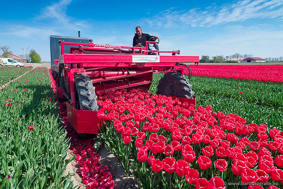 De Wit Bloembollen Bart Fotografie april 2019-004